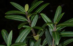 Image: P.B. Heenan © Landcare Research 2014 